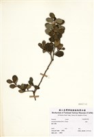 藏品(烏柑)的圖片